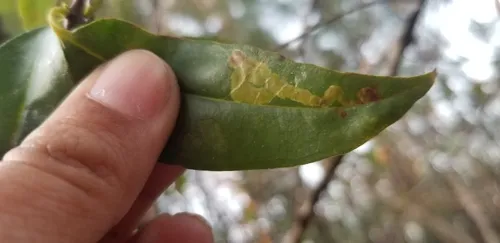 Phytomyza omlandi - Phytomyza omlandi