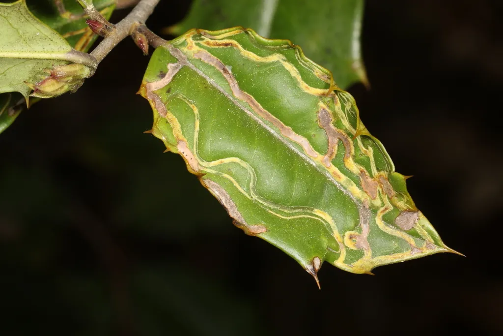 Phytomyza opacae - photo 2