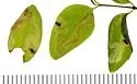 Phytomyza palmeri - photo 2