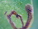 Phytomyza palmeri - photo 4