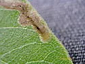 Phytomyza palmeri - photo 5