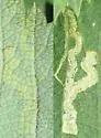 Phytomyza pastinacae - photo 2