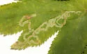 Phytomyza pastinacae - photo 3