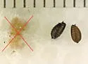 Phytomyza pastinacae - photo 4