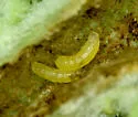 Phytomyza pedicularicaulis
