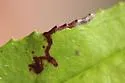 Phytomyza penstemonis - photo 2