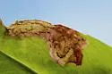 Phytomyza penstemonis - photo 4
