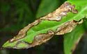Phytomyza penstemonis - photo 5