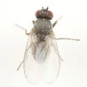 Phytomyza persicae - Phytomyza persicae