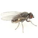 Phytomyza persicae - photo 2