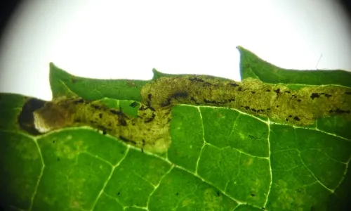 Phytomyza petoei - photo 2