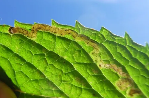 Phytomyza petoei - photo 3