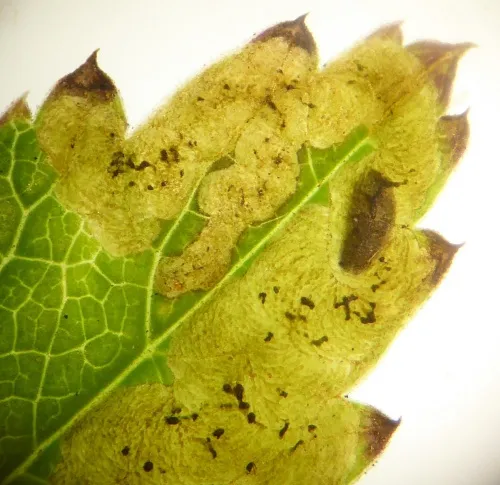 Phytomyza pimpinellae - Phytomyza pimpinellae