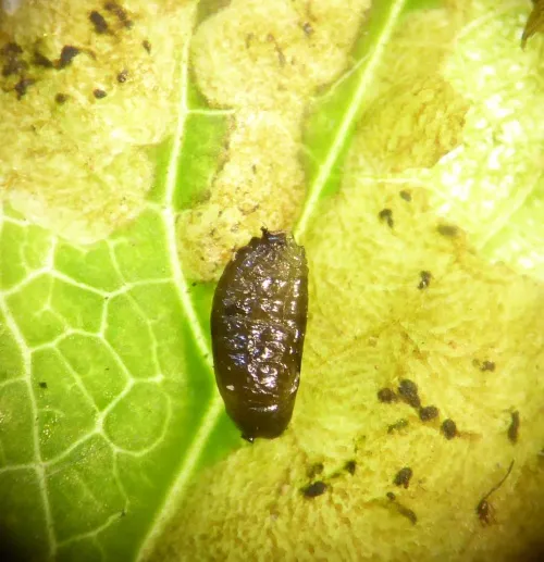 Phytomyza pimpinellae - photo 2