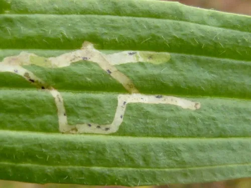 Phytomyza plantaginis - photo 2
