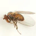 Phytomyza plumiseta - photo 2