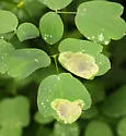 Phytomyza plumiseta - photo 3