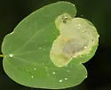 Phytomyza plumiseta - photo 4