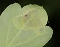Phytomyza plumiseta - photo 5