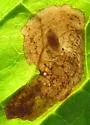 Phytomyza prava