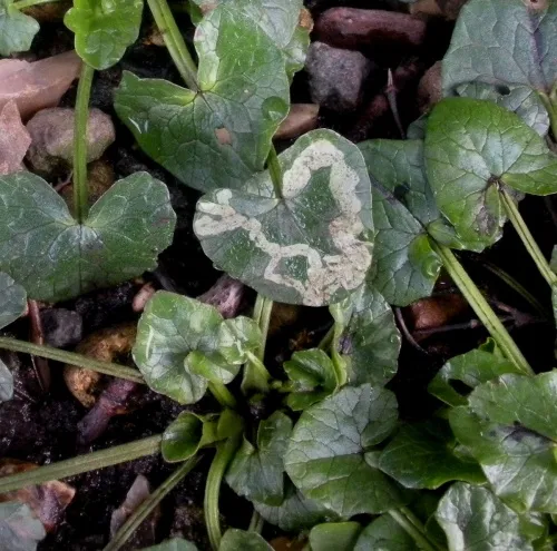 Phytomyza ranunculi