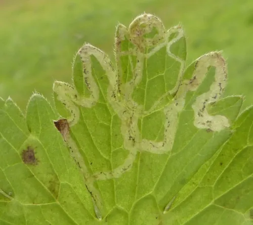 Phytomyza ranunculi - photo 2
