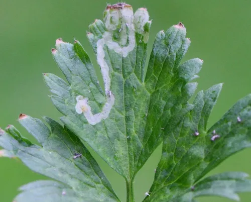 Phytomyza ranunculi - photo 3