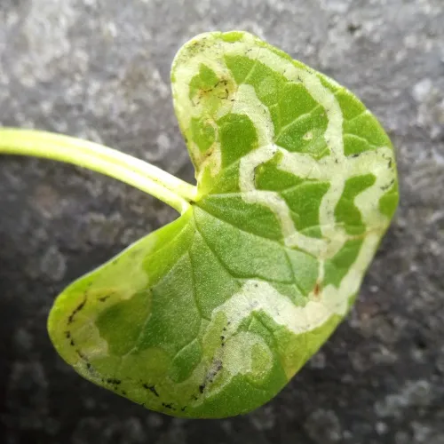 Phytomyza ranunculi - photo 4