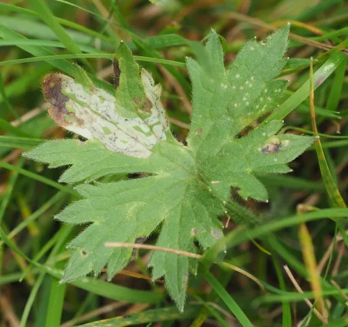 Phytomyza ranunculi - photo 5