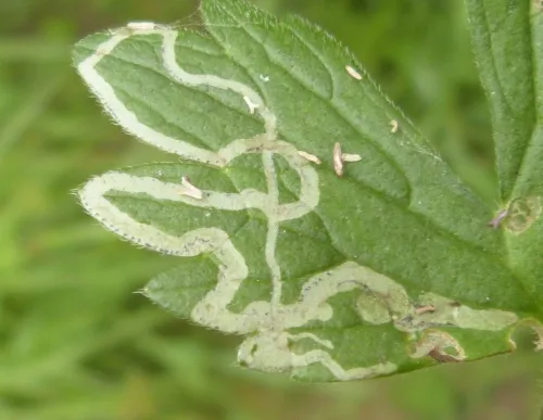 Phytomyza ranunculi - photo 6