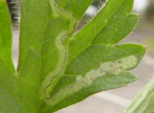 Phytomyza ranunculi - photo 7