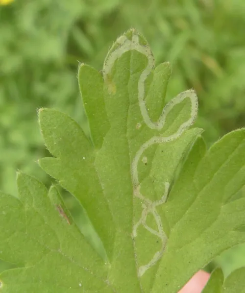 Phytomyza ranunculi - photo 8