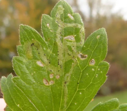 Phytomyza ranunculivora