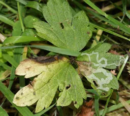 Phytomyza ranunculivora - photo 2