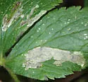 Phytomyza sehgali