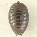 Phytomyza sehgali - photo 4
