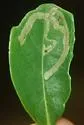 Phytomyza sempervirentis - photo 2