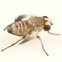 Phytomyza solidaginivora - Phytomyza solidaginivora