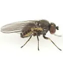 Phytomyza solidaginophaga - Phytomyza solidaginophaga