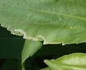 Phytomyza solidaginophaga - photo 2