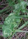 Phytomyza spinaciae - photo 2