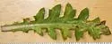 Phytomyza spinaciae - photo 4