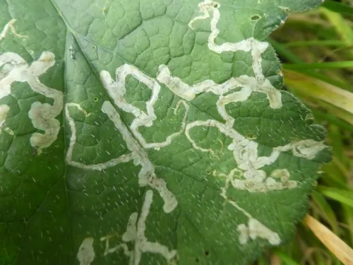 Phytomyza spondylii/pastinacae agg.
