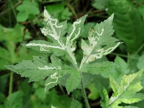 Phytomyza spondylii/pastinacae agg. - photo 2