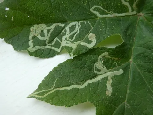 Phytomyza spondylii/pastinacae agg. - photo 3