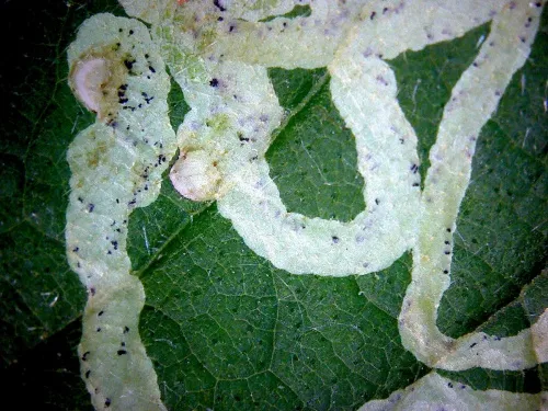 Phytomyza spondylii/pastinacae agg. - photo 4
