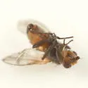 Phytomyza spondylii - photo 2
