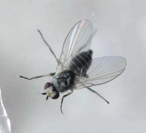 Chrysanthemum Leafminer