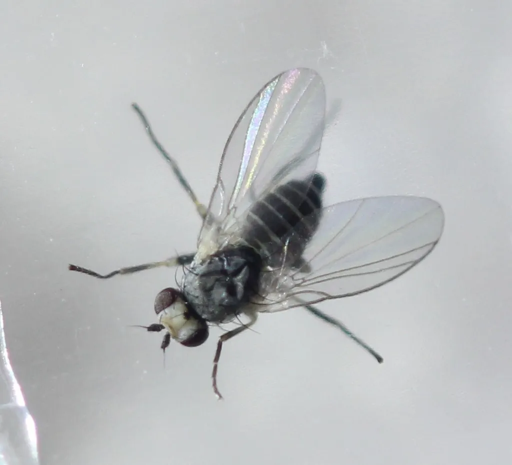 Chrysanthemum Leafminer - photo 3