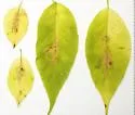 Phytomyza tarnwoodensis